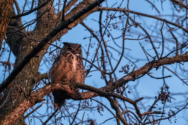 Eine Flache Aufnahme Einer Grauen Eule Die Auf Dem Ast — Stockfoto