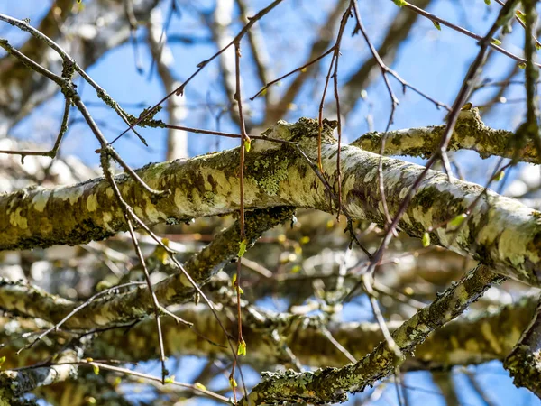 Closeup Tree Branches — Stock Photo, Image