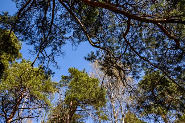 Низький Кут Пострілу Гілок Дерев Під Блакитним Небом — стокове фото