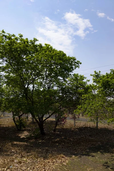 庭の新鮮な緑の木の垂直ショット — ストック写真