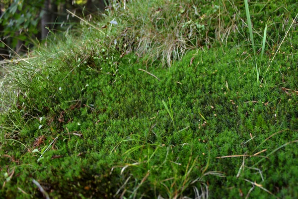 Primo Piano Muschio Verde Lungo Bordi Lago Alpino Lago Meugliano — Foto Stock