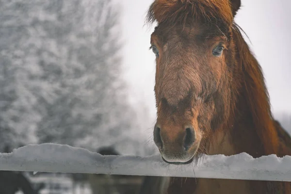 Beautiful Brown Horse Snowy Fence Winter Forest — Stock Photo, Image