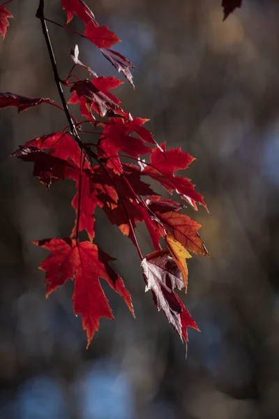 Eine Selektive Fokusaufnahme Eines Astes Mit Roten Blättern Herbst — Stockfoto
