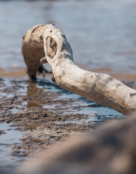 泥地に隔離された太い木の枝の選択的焦点ショット — ストック写真