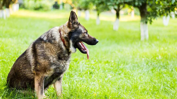 庭の草の上に座っているふわふわの愛らしいドイツの羊飼い — ストック写真