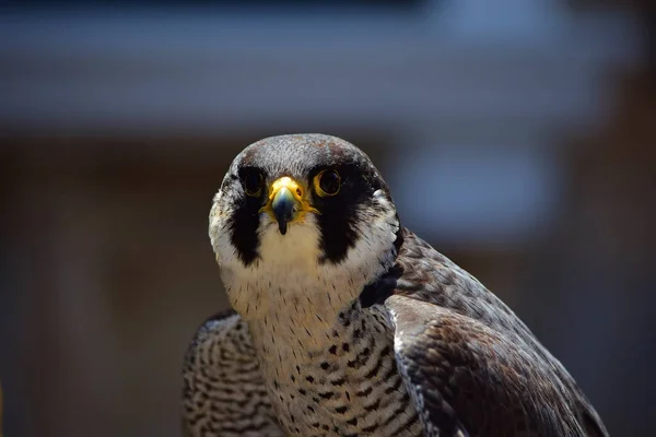 Primer Plano Halcón Peregrino Domesticado — Foto de Stock