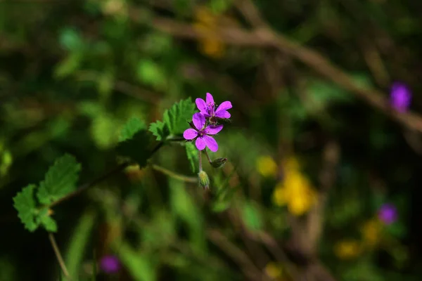 Närbild Bild Blommande Små Vilda Blommor Maltesiska Öarna Malta — Stockfoto