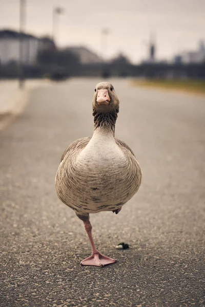 Vertikal Bild Anka Med Ett Ben Lantlig Gata — Stockfoto