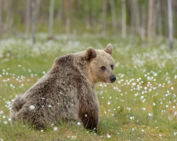 Big Brown Bear Ursus Arctos Está Sentado Pantano Finlandés — Foto de Stock