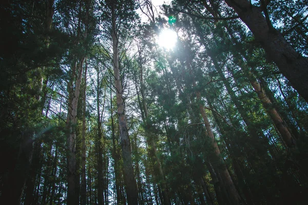 Una Toma Bajo Ángulo Del Sol Brillando Través Árboles Altos —  Fotos de Stock