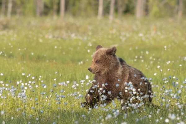 Urso Marrom Ursus Arctos Está Correndo Meio Grama Algodão Pântano — Fotografia de Stock