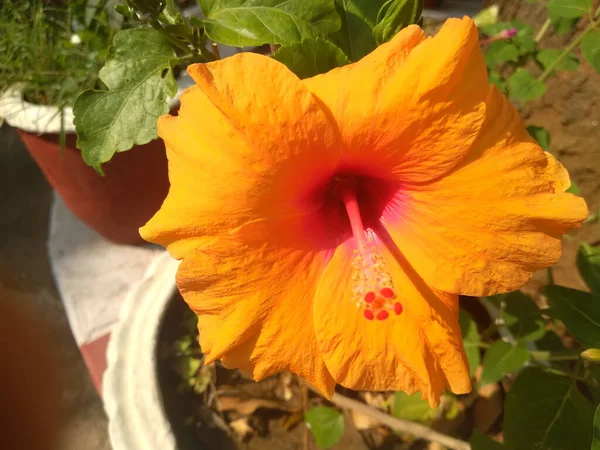 Mise Point Sélective Hibiscus Orange Dans Pot — Photo