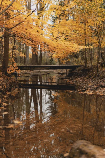 秋の森の中の黄色の木々が反射する川の垂直ショット — ストック写真