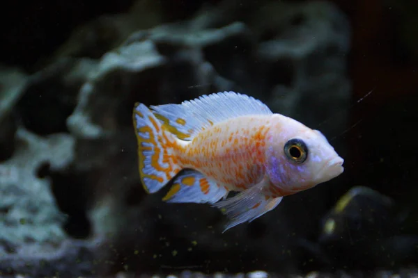 Nahaufnahme Eines Aulonocara Fisches Der Zwischen Den Felsen Schwimmt — Stockfoto