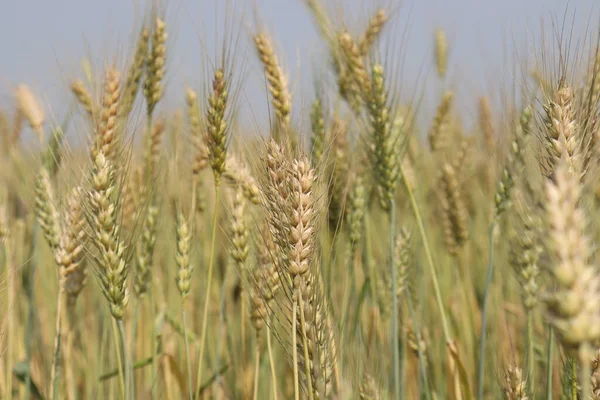 Campo Cultivo Trigo Maduro Para Colheita — Fotografia de Stock