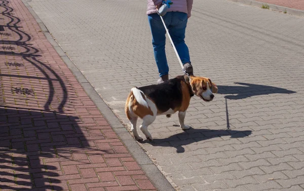 Una Femmina Che Porta Fuori Suo Cane Beagle — Foto Stock