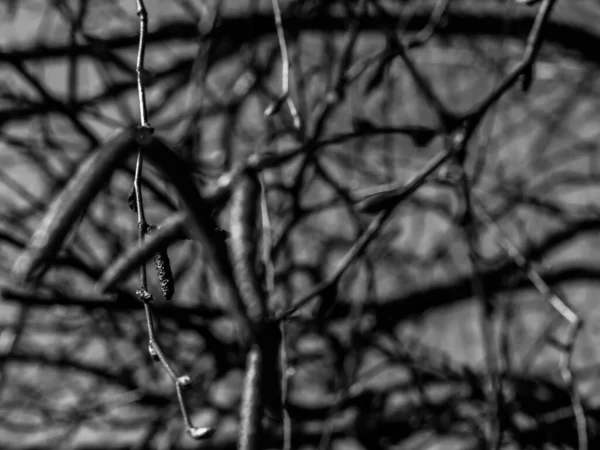 白桦树枝条的灰度照片 — 图库照片