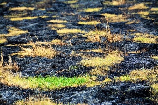 Tiro Alto Ángulo Campo Con Ceniza Después Del Fuego Vegetación — Foto de Stock