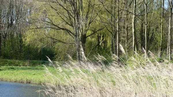 Een Prachtig Uitzicht Het Riet Oever Van Het Meer Bomen — Stockfoto