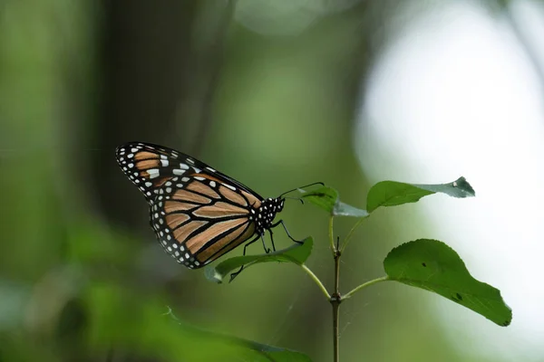 在绿叶上的美丽花纹蝴蝶的选择性聚焦镜头 — 图库照片