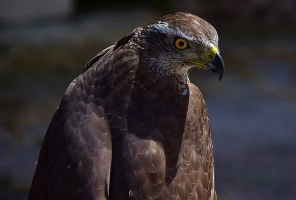 Closeup Shot Domesticated Hawk — Stock Photo, Image