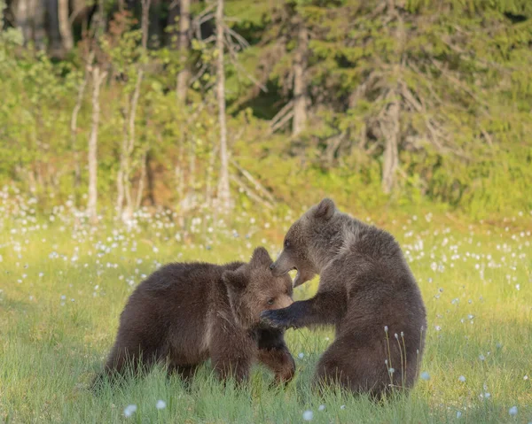 Dos Jóvenes Osos Marrones Jugando Medio Hierba Algodón Pantano Finlandés — Foto de Stock