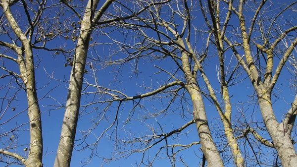 Eine Flache Aufnahme Kahler Äste Unter Blauem Himmel — Stockfoto