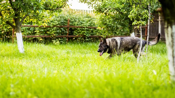 庭の草の上を歩くふわふわの愛らしいドイツの羊飼い — ストック写真