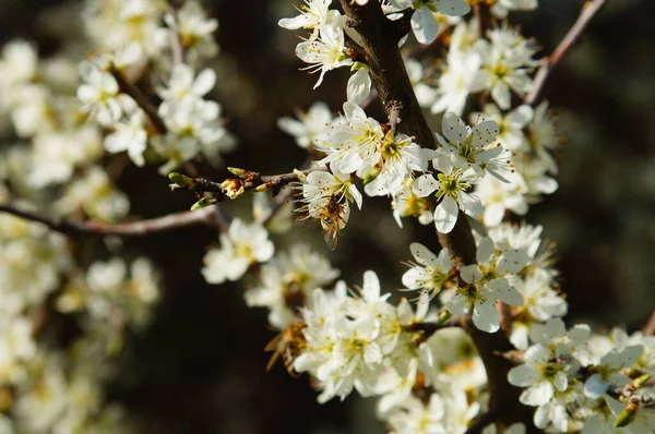 開花したクロツムギから花粉を集める蜂の選択的焦点ショット — ストック写真