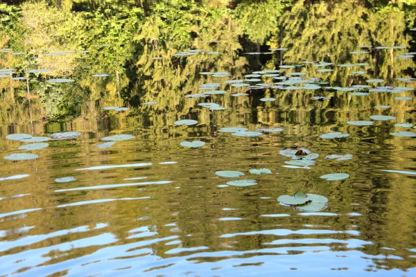 Lírios Flutuam Sobre Reflexos Floresta Nas Águas Agitadas Lago Região — Fotografia de Stock