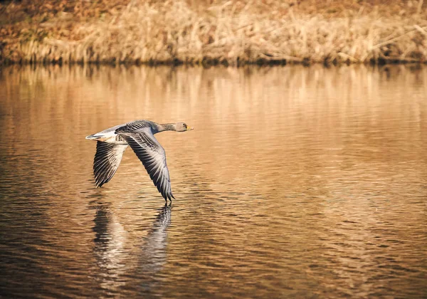 Tiro Close Cisne Voando Sobre Lago Com Grama Dourada Refletida — Fotografia de Stock