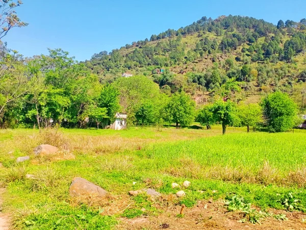 Beautiful View Fresh Green Trees Blue Sunny Sky — Stock Photo, Image