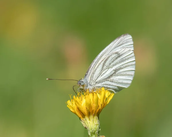 줄무늬 흰나비 Pieris Napi 잡초에서 화밀을 — 스톡 사진