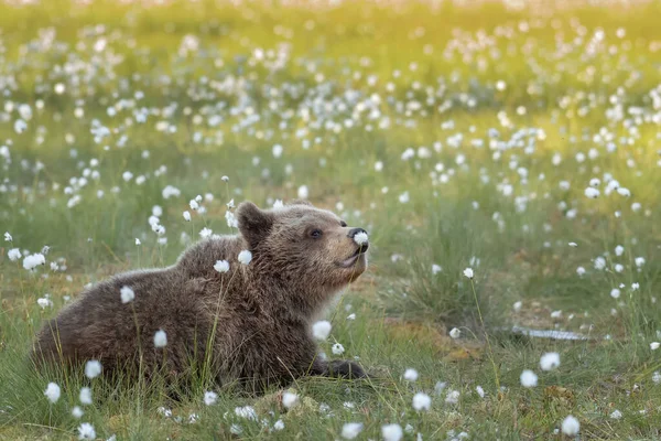 Urso Pardo Jovem Deitado Pântano Finlandês Noite Verão — Fotografia de Stock