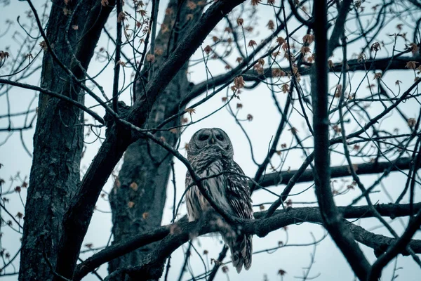 Portrait Gray Owl Sitting Tree Branch — Stock Photo, Image