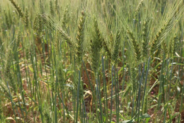 Ein Rohes Grünes Weizenfeld Zur Ernte — Stockfoto