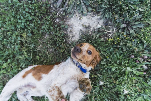 Cão Brittany Spaniel Bonito Que Coloca Grama — Fotografia de Stock