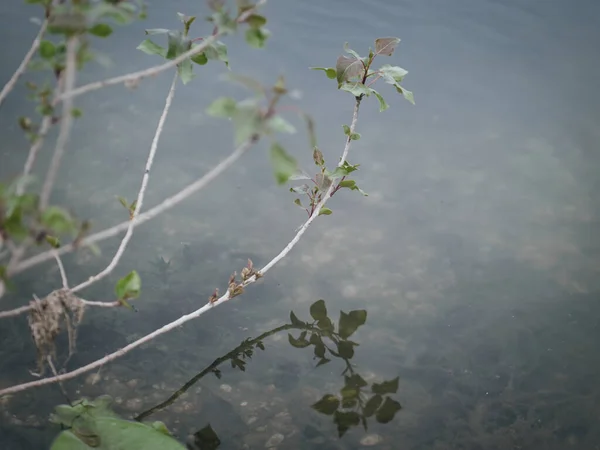 Selective Focus Shot Branches Water — Stock Photo, Image