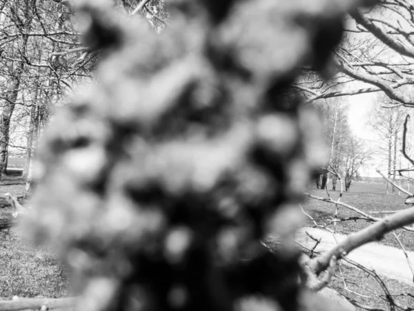 Сірий Знімок Гілок Дерев — стокове фото