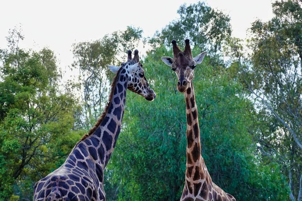 Tiro Duas Girafas Com Fortaleza Fundo — Fotografia de Stock