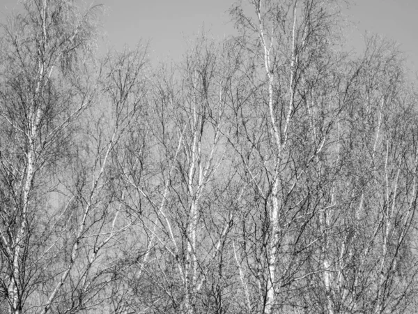 Een Grijswaarden Shot Van Bomen Een Park — Stockfoto