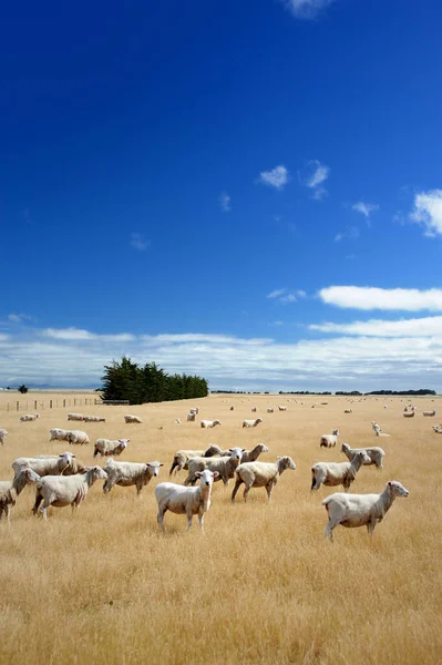 Eine Vertikale Aufnahme Einer Schafherde Auf Einem Trockenen Grasfeld — Stockfoto