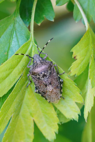 Vertical Shot Mottled Shieldbug Green Leaves — Stock Photo, Image