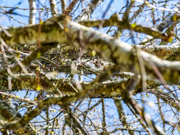 Сухі Гілки Дерева Під Блакитним Небом — стокове фото