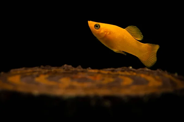 Una Messa Fuoco Selettiva Molly Giallo Acquario Isolato Fondo Nero — Foto Stock