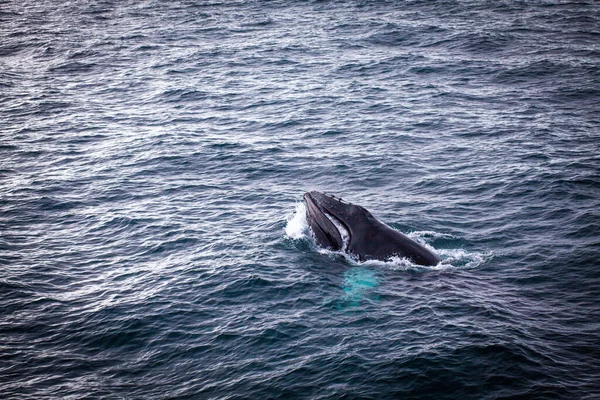 Dauphin Baleine Nageant Dans Une Mer — Photo