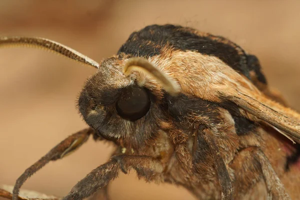 Foco Poco Profundo Una Polilla Halcón Sphinx Ligustri Descansando Suelo —  Fotos de Stock