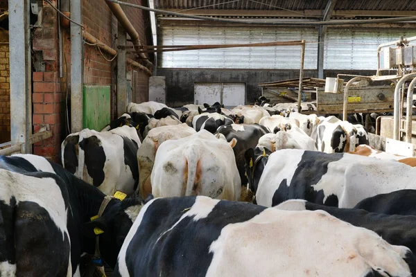 Cows Barn Ready Milked — Stock Photo, Image