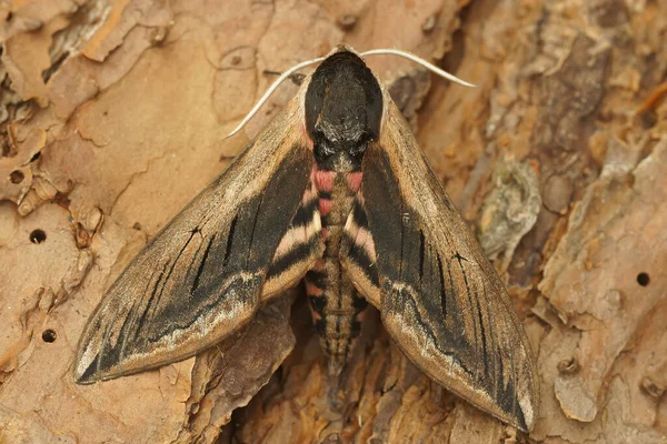 Een Close Shot Van Een Havik Mot Sphinx Ligustri Rustend — Stockfoto