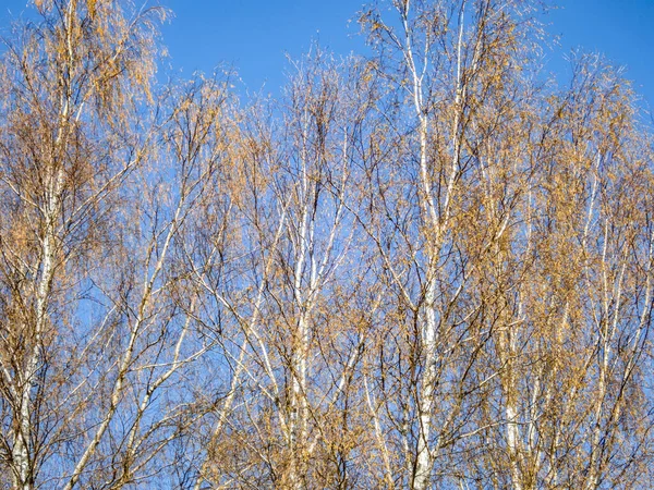 Gołe Drzewo Pod Błękitnym Niebem — Zdjęcie stockowe